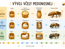 Infografiky a vzdelávanie &raquo; Život včiel a vývoj