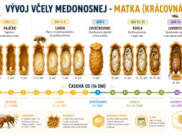 vyvoj_vcely_medonosnej_matka