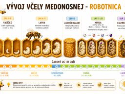 vyvoj_vcely_medonosnej_robotnica