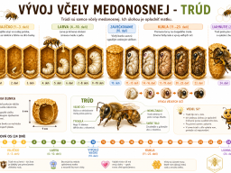 vyvoj_vcely_medonosnej_trud