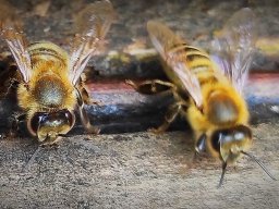 Včely robotnice na úli - Včelia farma Radušovský
